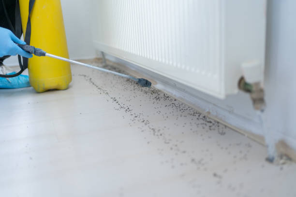 Best Flea Control Services  in Candor, NC